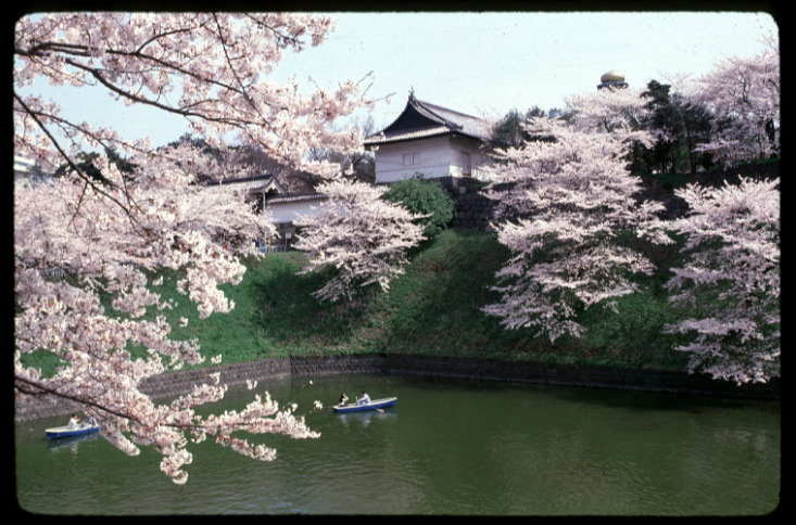 桜